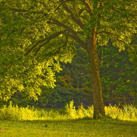 deciduous tree in late-afternoon light